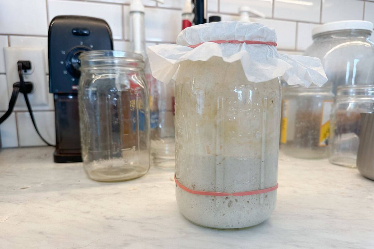 Day fourteen, fully risen sourdough starter.