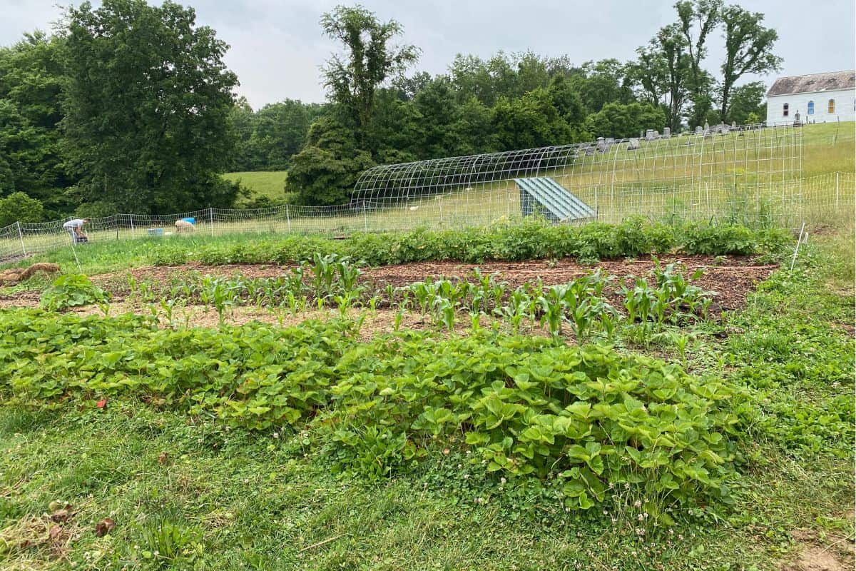 Small Backyard Garden Ideas: How to Grow More with Less